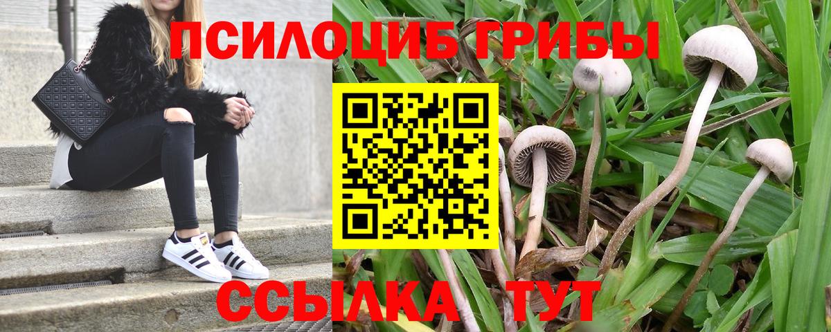 Псилоцибиновые грибы прущие грибы  Вход с VPN  Владимир 